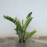 زامفولیا ابلق