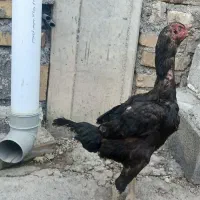 لاری