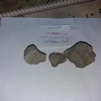 فسیل انواع صدف|کلکسیون و سرگرمی|فردوس (خراسان), |دیوار