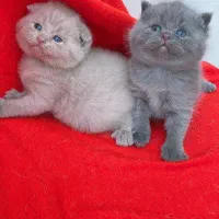 دنیای گربه های خاص و گوگولی (پرشین بریتیش اسکاتیش)|گربه|شیراز, دروازه اصفهان|دیوار