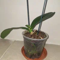 ارکیده بالغ