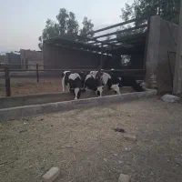 گوساله نر