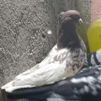 کله سرخ و کله سیاه جفت