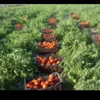 سرکارگر کلیه کارهای کشاورزی کاشت و برداشت و انبار|خدمات باغبانی و درختکاری|کرمانشاه, |دیوار