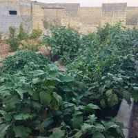 باغ نیمه کاره بعدازمشتاق سوم
