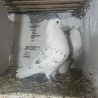 کبوتر آلمانی وتکپر