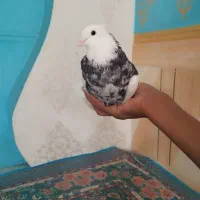 طوقی|حیوانات|اهواز, اهواز|دیوار