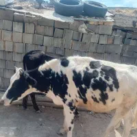 گاو