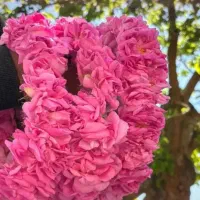 تور گلاب گیری کاشان