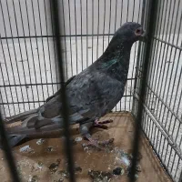 کوهی نامور|پرنده|اسدآباد, |دیوار