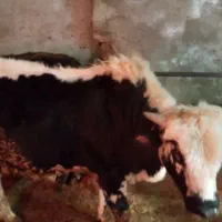 کارگر برای دامداری|استخدام سرایداری و نظافت|پل سفید, |دیوار