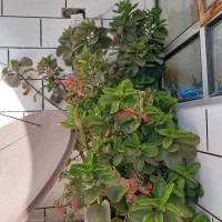 گل های اپارتمانی|گل و گیاه طبیعی|شهرکرد, |دیوار