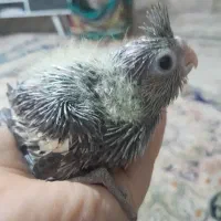 جوجه عروس هلندی