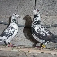 کبوتر|پرنده|شیراز, حومه شیراز|دیوار