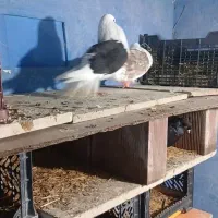 پشتار نر سیاه