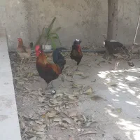 بوقلمون و خروس در بندر ریگ|حیوانات مزرعه|ریگ, |دیوار