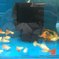 گوپی|ماهی|اسلام‌شهر, مطهری|دیوار