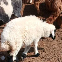 بره ماده