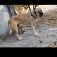 ماده سرابی شکم پر