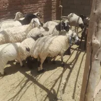 بره گوسفند بز موجود هست|حیوانات مزرعه|خاش, |دیوار