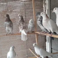 کبوترهای پرشی و ساعتی|پرنده|هشتگرد, ایقربلاغ|دیوار