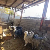 بزغاله سبز مال گله داری|حیوانات مزرعه|نجفآباد, مزرعه طالب|دیوار