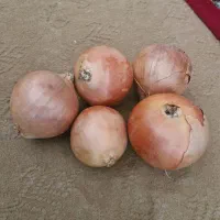 انواع بذر پیاز