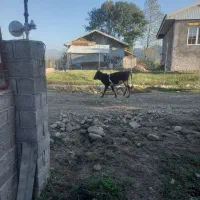 گاو گوساله ماده مشکی وسفید یک ساله|حیوانات مزرعه|رشت, آب و برق|دیوار