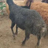 قره چال بهترین قوچ