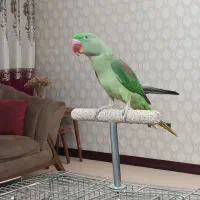 شاه طوطی رام نر به شرط