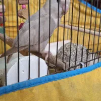 کوتوله نراوپال آشتی آشتیه|پرنده|بندرعباس, |دیوار