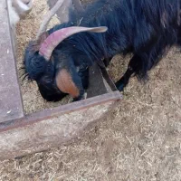 فروش بز|حیوانات مزرعه|برزک, |دیوار