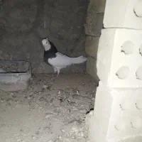 دمگیر سیاه پشت طوقی|پرنده|اصفهان, براآن شمالی|دیوار