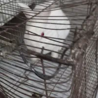 خرگوش چشم شرابی