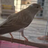 قناری آوازه خوان