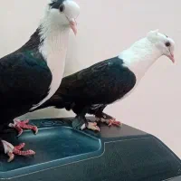 کلاغ سیاه واکسی نروماده جفتی و شازده نروماده جفتی