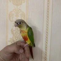 جوجه گرینچیک