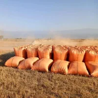 ارسال کاه گندم دیم از کرمانشاه