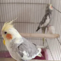 عروس نر یک و دو ساله|پرنده|تهران, شهرک شریعتی|دیوار