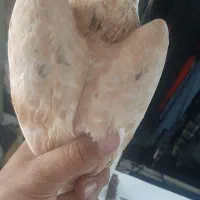 شازده زرد