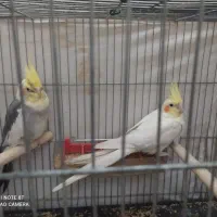 یه جفت عروس هلندی کارداده