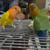 طوطی برزیلی نر و ماده