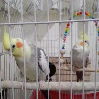 عروس هلندی نر و ماده جفت|پرنده|محمدشهر, ولدآباد|دیوار