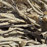 مقداری چوب درخت ابریشم یا شب خوس حدودا دوتن|مصالح و تجهیزات ساختمان|جیرفت, |دیوار