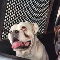 واگذاری رایگان باکسر ماده ((عقیم شده))