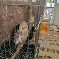 عروس هلندی