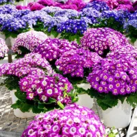 سینری شب عید