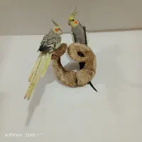 طوطی‌عروس‌نروماده باهم.سرحال‌جدا هم کسی خواست میدم|پرنده|فومن, |دیوار