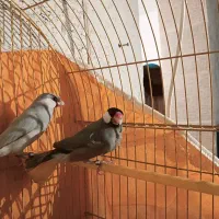 فنچ نرگسی|پرنده|شیراز, سهل‌آباد|دیوار