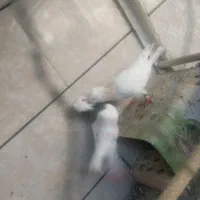 ۴ جفت کفتر نر و ماده آماده پرشی درجه یک|پرنده|نجفآباد, فردوسی شمالی|دیوار